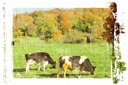 Swiens hebbt n&auml;mli Gr&ouml;&ouml;nt&uuml;&uuml;ch un S&uuml;nnschien geern!!!