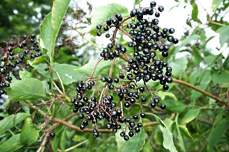 Holunner. Bild: Pixelio &copy; Michel vom Berg 