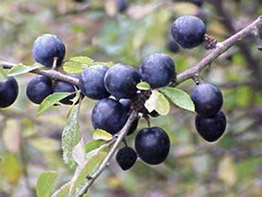 De Beeren vun Swartdorn. Bild: Wikimedia Commons/Kurt Stueber