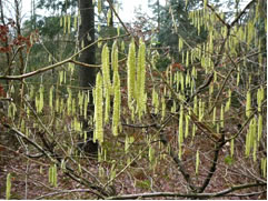 Haselbl&ouml;&ouml;t. Upnahm: Antje He&szlig;ler