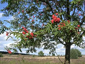 Vagelbeere. Bild: Pixelio &copy; Cekora 