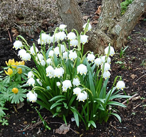 Dei M&auml;rzenbeker bleuht!