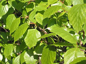 Maigr&ouml;&ouml;n. Bild: Emr/Wikimedia Commons