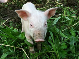 Och l&uuml;tt Swien, wenn't Schinken geven schall, geiht't di an't Leven!