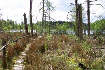 Kn&uuml;ppeldamm d&ouml;rch dat Muur