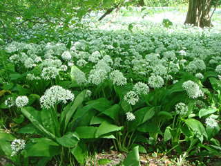 B&auml;rlauch bi Putbus. Klick up tau'n Vergr&ouml;ttern!