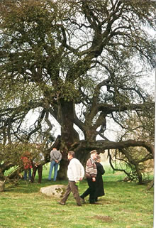 &Uuml;nner'n Appelboom: Dei Rostocker Jahresringler simmeleert, wat sei tosamen wohl so veel Jahresringe hebbt as dei Appelboom