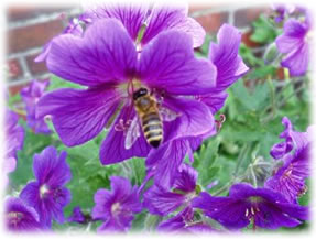 Weps. Bild: Rudi Witzke