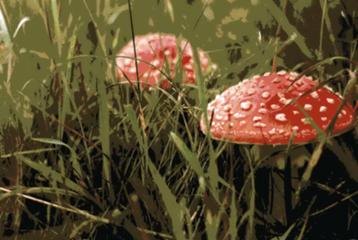 Fleigenpilz &copy; Rudi Witzke