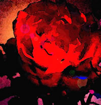 Roode Roos - Bild vun Rudi Witzke