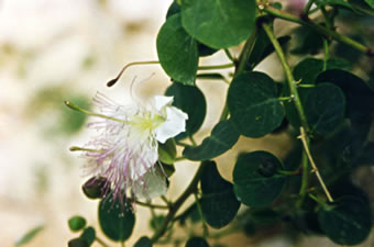 H&ouml;pen: Bl&ouml;ht hangen an'n Fels!