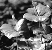 Roodb&ouml;ken-Kiemling