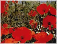 Mahnfeld v&ouml;r Mittenwald