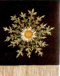 Weevbild vun Alan Müller-Hellwig. Klick op to'n Vergröttern!