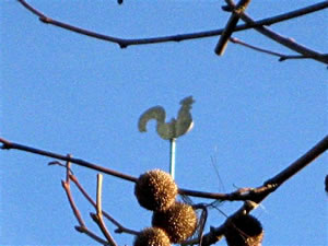 De Hahn wacht &ouml;ver K&uuml;cknitz