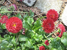 Dusendsch&ouml;nchen, root