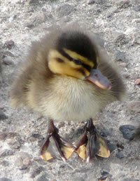 op grote F&ouml;&ouml;t &uuml;nnerwegens