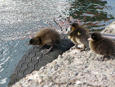 To wat so'n Autoreifen doch allens d&ouml;cht!