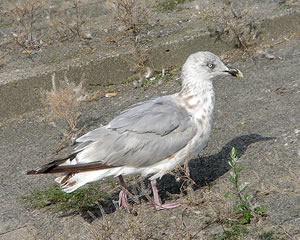 M&ouml;&ouml;v up Posten: "Aaha, dat Fr&ouml;hst&uuml;ck k&uuml;mmt!"
