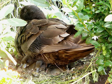 Bloots nich tweidr&uuml;cken, de L&uuml;tten!