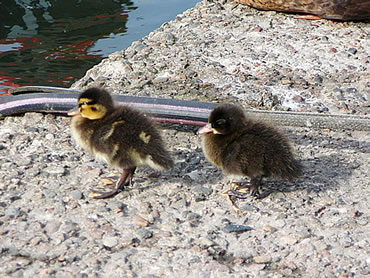 J&uuml;mmer langs dat Kabel!
