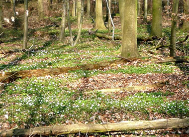 Anemonen op'n Wooldborrn. Bild: Antje He&szlig;ler 