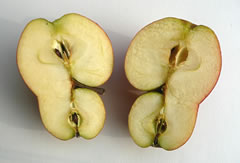 Siamesische Zwillinge warrt trennt -- hier eenfach d&ouml;rsneden!