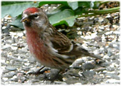 De sch&ouml;ne, schuuge Hahn