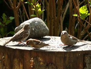 Gemischte Sellschap op den L&uuml;nkendisch