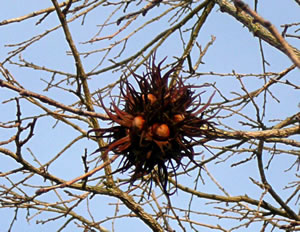 Fr&uuml;cht in'n Boom