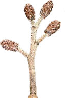 Ellerbl&ouml;den (weiblich)