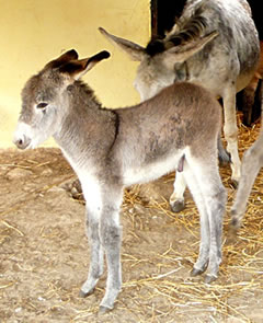 Dat ik en l&uuml;tten He b&uuml;n, dat kann een licht sehn
