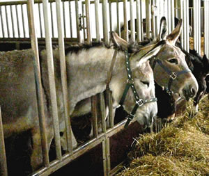 Ahn Freten utkamen k&ouml;&ouml;nt wi woll, wi mucht dat avers gor nich geern!