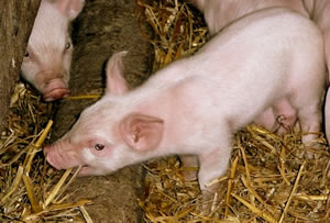 Ok noch frech, dat L&uuml;tte!