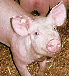 Dat kratzt doch keen Swien!