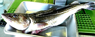 D&uuml;sse D&ouml;sch kiekt gor nich begeistert