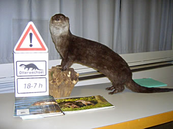 D&uuml;sse Kumpel vun Freddy is bloots utstoppt - Freddy s&uuml;lven leevt noch!