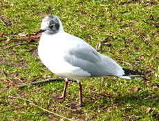 ...al teemlich gries...