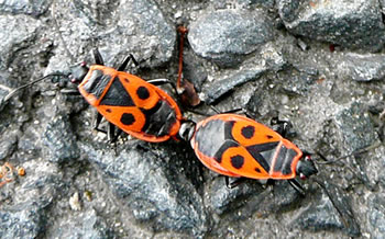 Wi backt mit uns Achtersten gegen'anner -- da k&ouml;&ouml;nt wi nix bi maken!