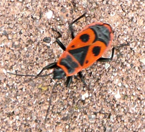 B&uuml;n ik villicht en Vulkanier? Kannst mi "Spock" n&ouml;&ouml;men!