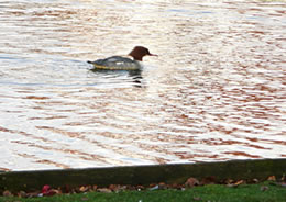 "Ich bin von Kopf bis Fuß auf Liebe eingestellt..."