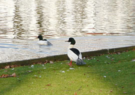 De Mannslüüd överleggt sik dat noch...