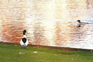 He an Land, se op Afstand