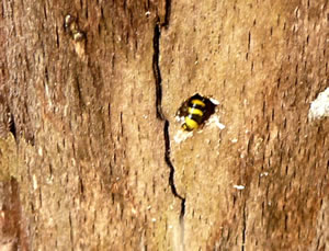 "Ein sch&ouml;ner R&uuml;cken kann auch entz&uuml;cken"