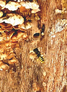 Hen na dat Lock mit de B&uuml;&uuml;t