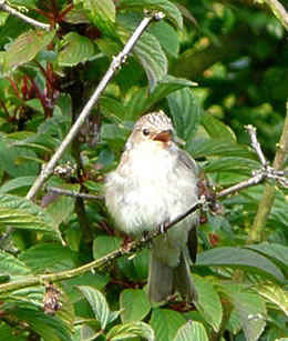 Mama Schnappegrau k&uuml;mmt mit Foder
