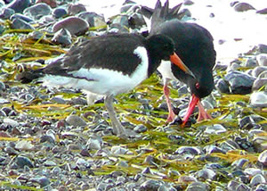 Mudder un K&uuml;ken. Dat K&uuml;ken hett griese Been