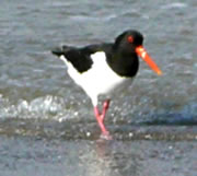 Halligsork lett sik nich st&ouml;ren