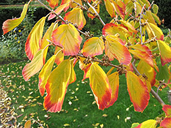 Hamamelis in'n Harvst