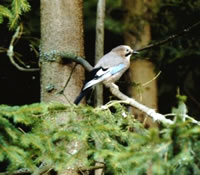 Hester op Posten in'n Forst. Wokeen warrt em dorwegen afscheten wullen?!